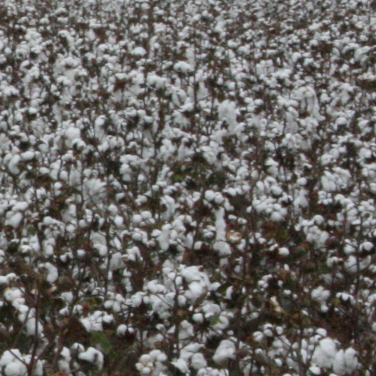 Georgia Cotton Commission announces annual meeting speakers